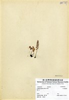 藏品(日本陵齒蕨)的圖片